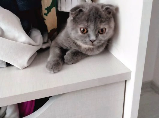 scottish fold shorthair yavrumuz için yuva arıyoruz