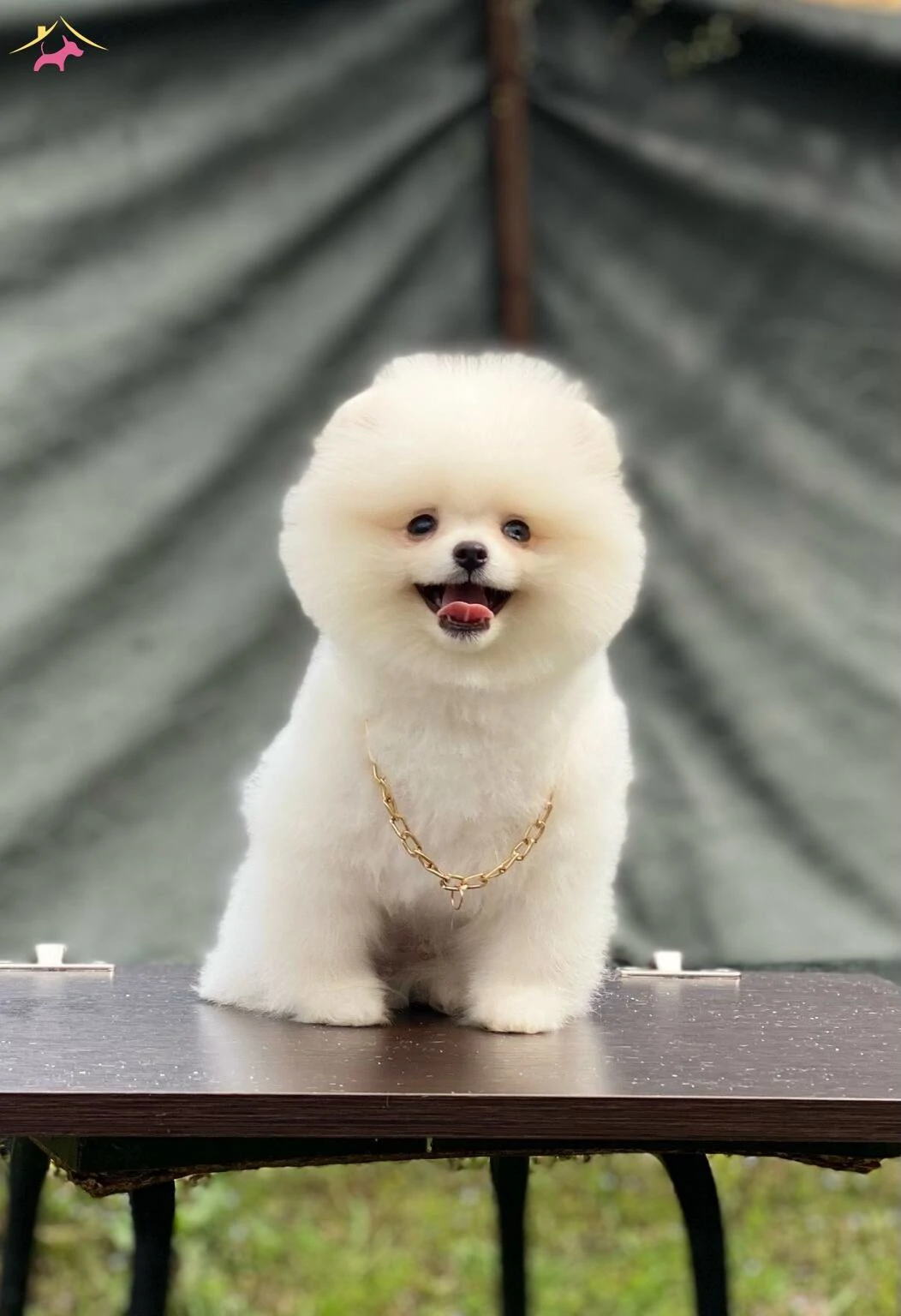 Pomeranian Boo Puppy Looking for a Loving Home