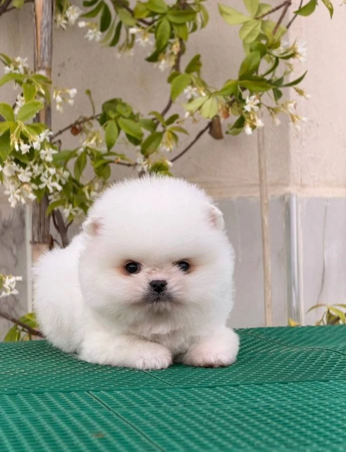 Teacup Pomeranian Boo Puppy for Adoption – Cute Mini Teddy Bear Dog
