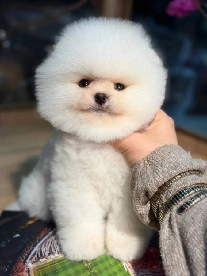 Adorable Pomeranian Boo Puppy Looking for a Loving Home