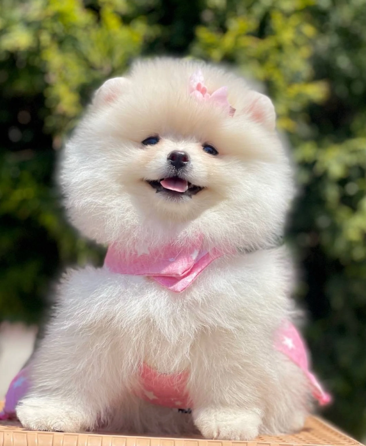 Tiny Pomeranian Boo Puppy Ready for a Forever Family
