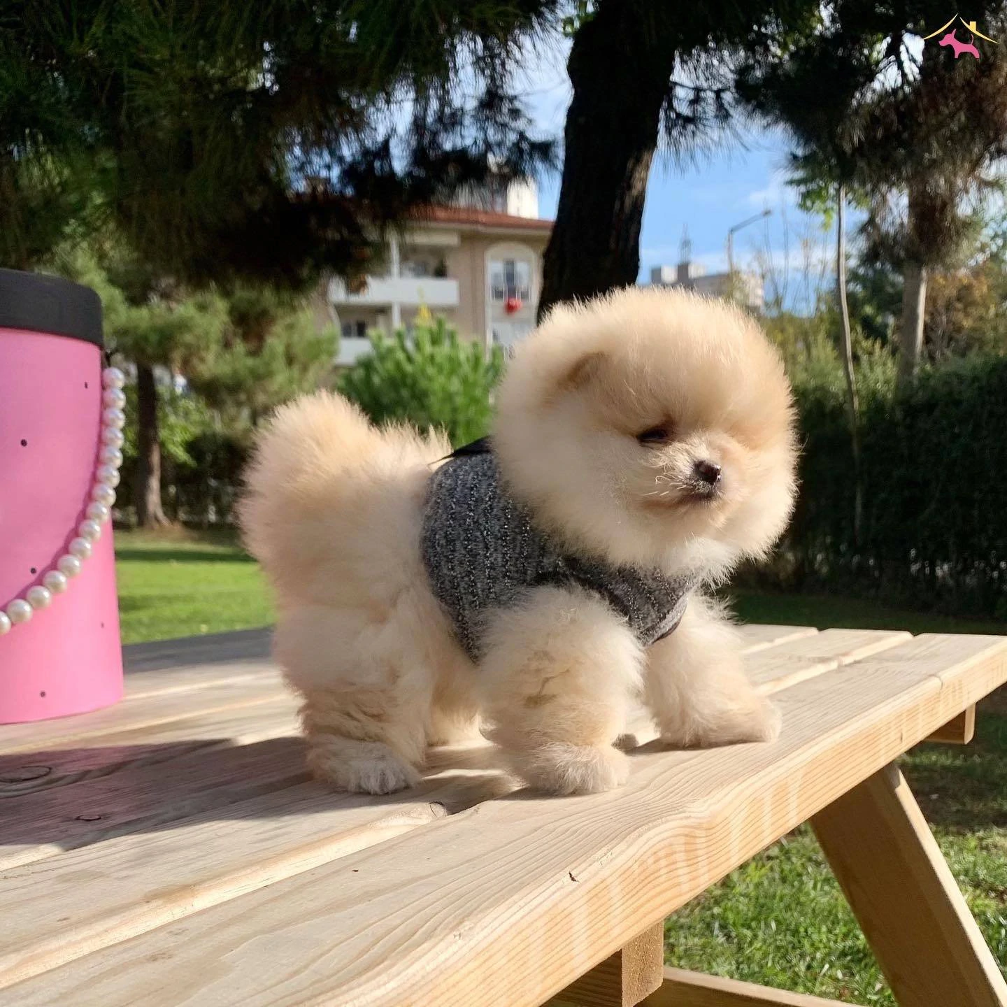 Purebred Teddy Bear Face Pomeranian Boo Puppy Looking for a Loving Home