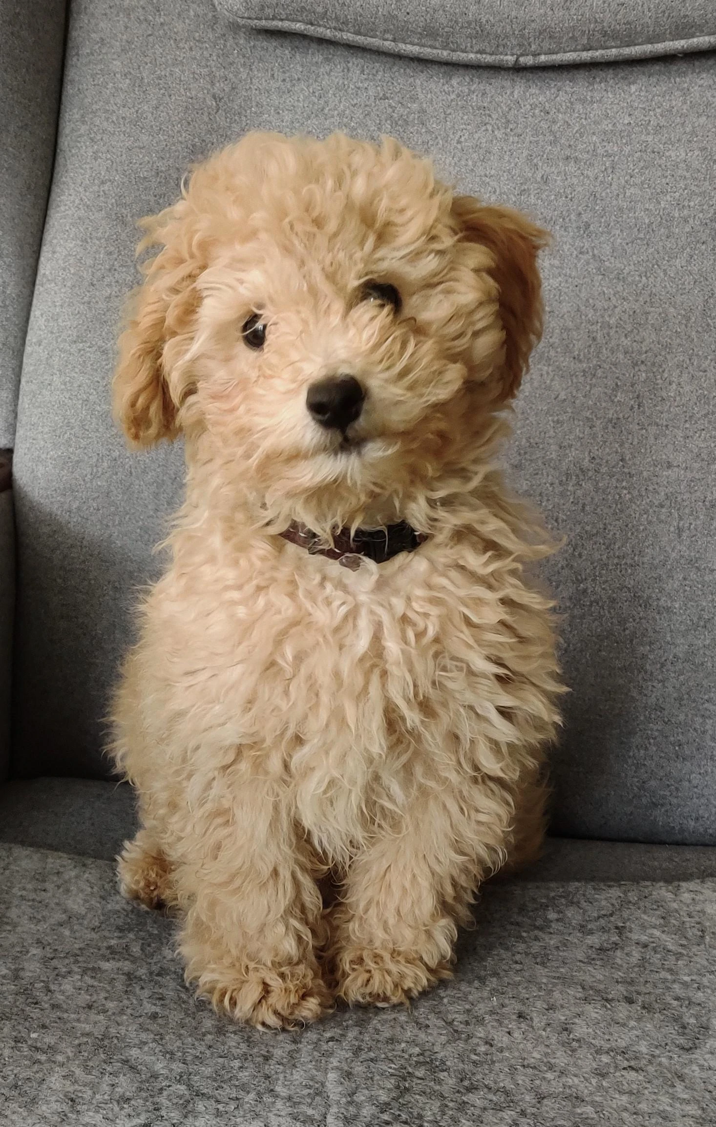 Ücretsiz Acil Yuva Aranıyor Toy Poodle Dişi Açıklamayı Okuyunuz