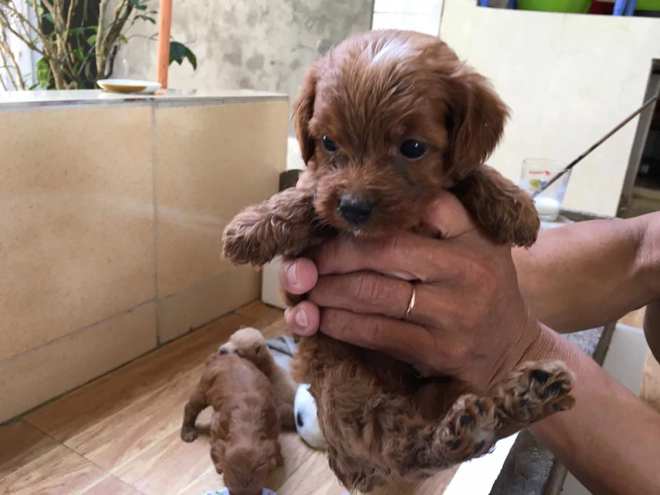 Sevimli Toy Poodle Yavrularımız Yeni Sahiplerini Arıyor - (Ücretsiz Toy Poodle Sahiplendirme)