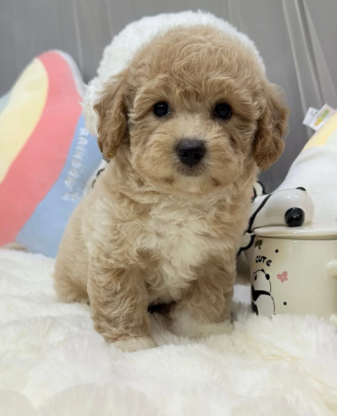Sevimli Toy Poodle Yavrumuzu Ücretsiz Sahiplendiriyoruz